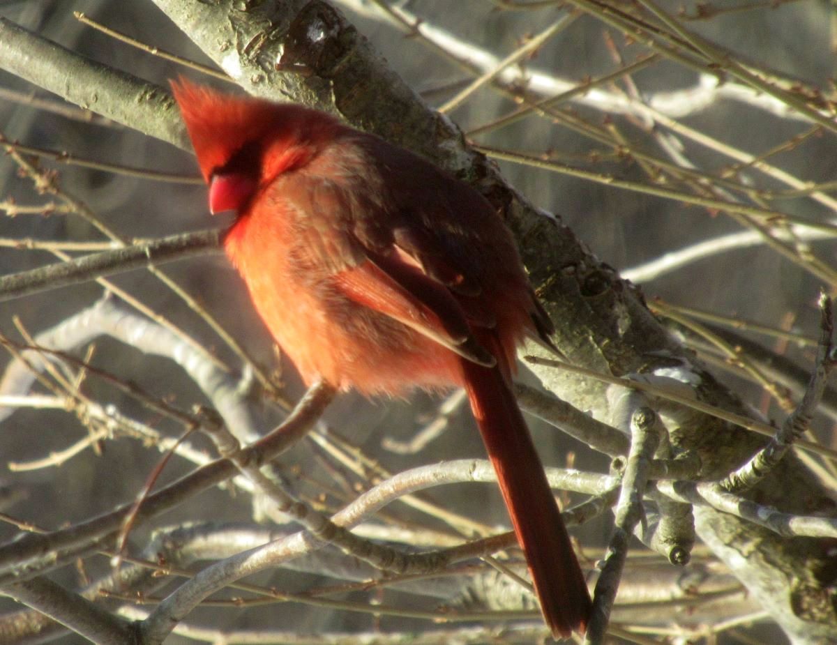 Around the Neighborhood - Summit