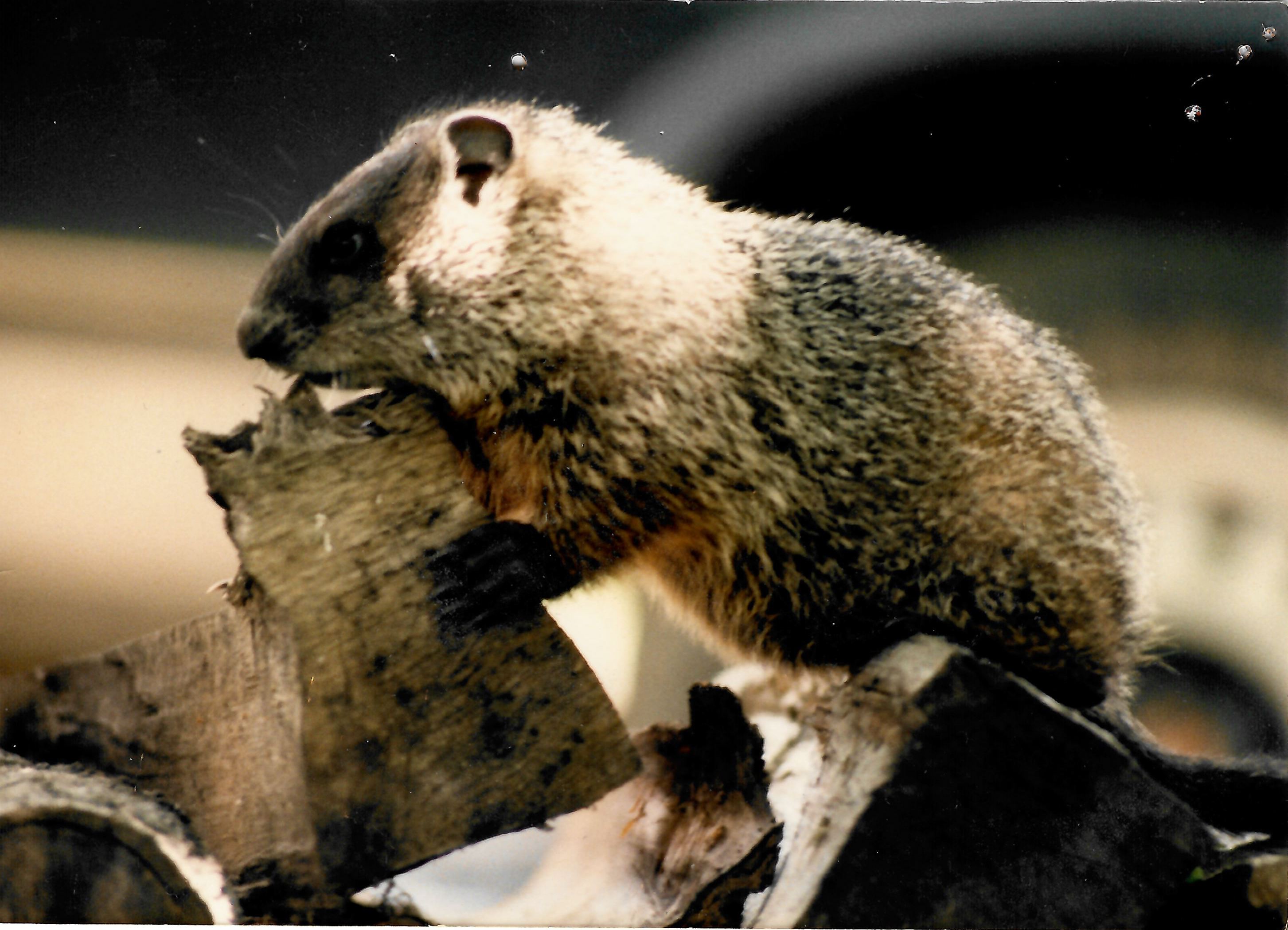 Groundhog Day this Week