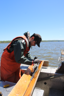 Outdoors with Larry DiDonato - DEC Reports Poor Striper Reproduction in the Hudson
