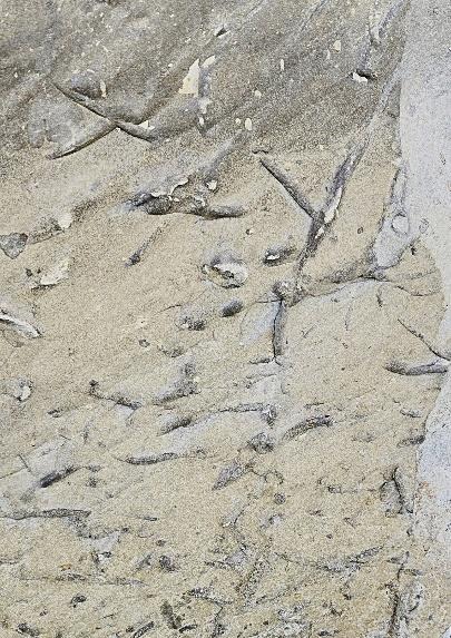 THE CATSKILL GEOLOGISTS BY PROFESSORS ROBERT AND JOHANNA TITUS - Trace fossils at the State Museum