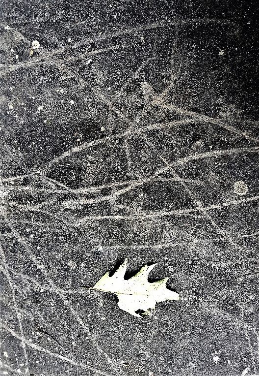 THE CATSKILL GEOLOGISTS BY PROFESSORS ROBERT AND JOHANNA TITUS - We were wrong – about crawling snails.